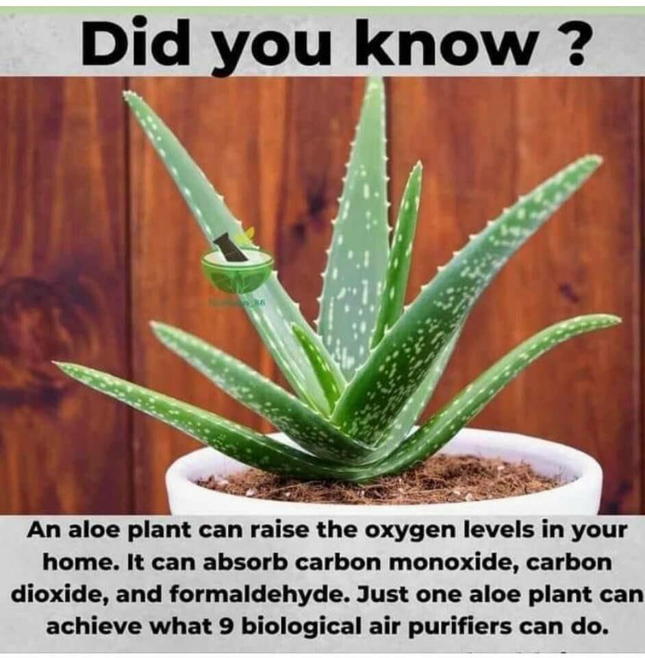 aloe vera plant health nature oxygen.jpg