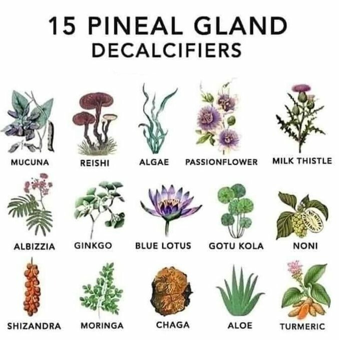 pineal gland de calicify health herbal.jpg